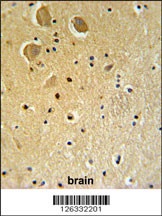 FAM92A1 Antibody