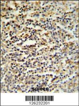SGF29 Antibody