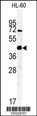 FKBPL Antibody