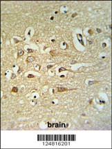 FA40B Antibody