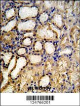 RT33 Antibody