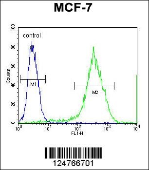 MRPS33 Antibody