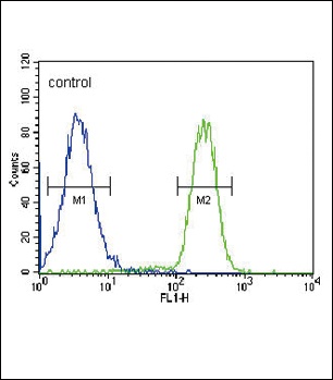 HSD17B2 Antibody