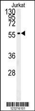 PLIN2 Antibody