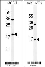 BTG1 Antibody