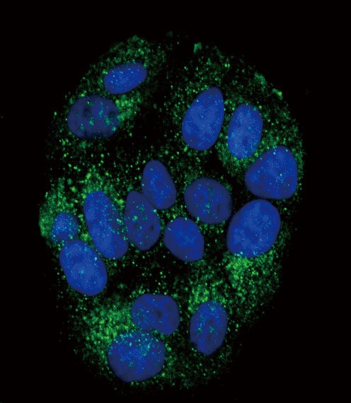 PYY Antibody