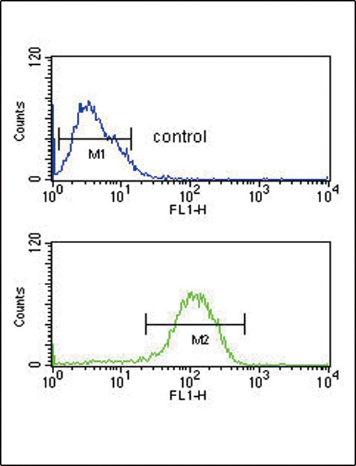 PYY Antibody