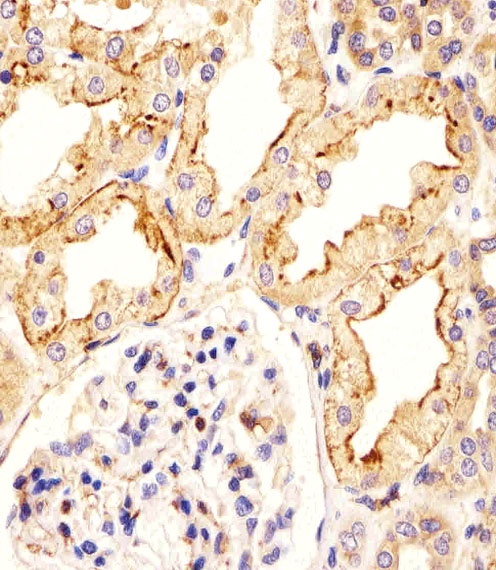 CREBL1 Antibody