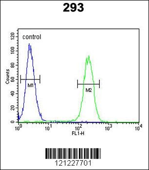 ROBO4 Antibody