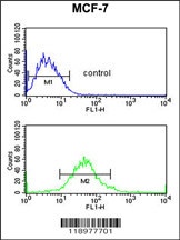 G6PD Antibody