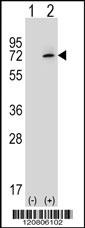 XRCC6 Antibody