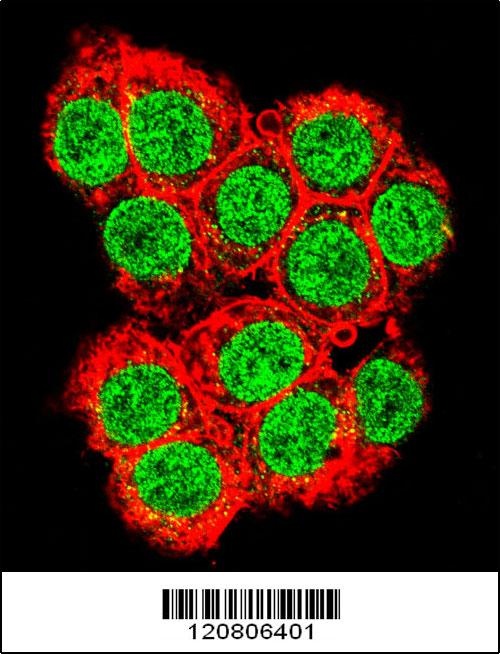 XRCC6 Antibody