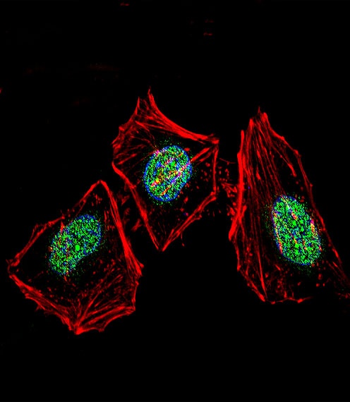 XRCC6 Antibody