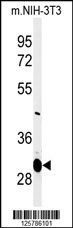 MAGT1 Antibody