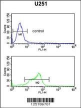 MAGT1 Antibody