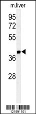 ISM1 Antibody