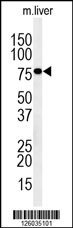 INO80D Antibody
