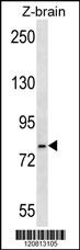 HSPA5 Antibody