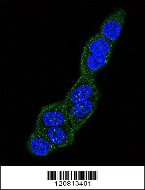 HSPA5 Antibody