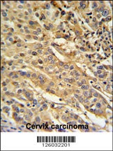 FAM91A1 Antibody