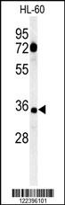 CD80 Antibody
