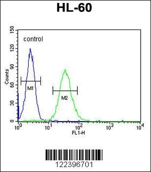 CD80 Antibody