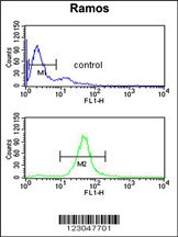 B3GALT6 Antibody