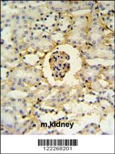 PMPCB Antibody