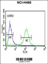 RAB27B Antibody