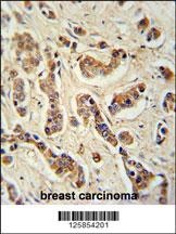 FA20A Antibody