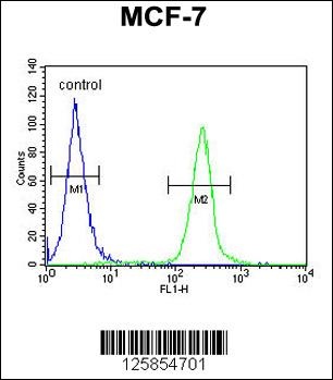 FAM20A Antibody