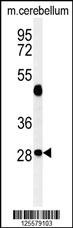 RRAGD Antibody