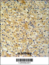 NAT8 Antibody