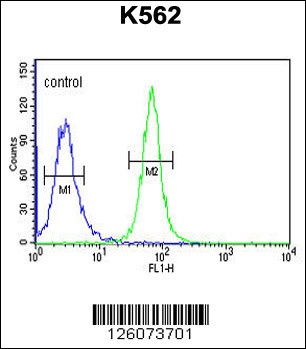 GTF2IRD2 Antibody