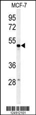 PSG7 Antibody
