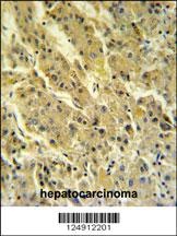 PSG7 Antibody