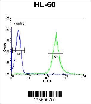 ENPP7 Antibody