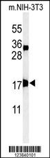APITD1 Antibody