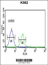 PLA2G4B Antibody