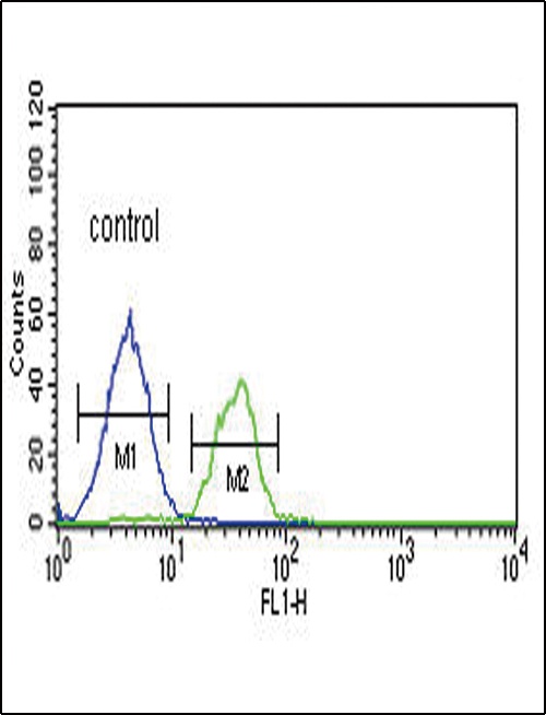 LRRN3 Antibody