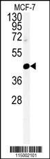 CENPN Antibody