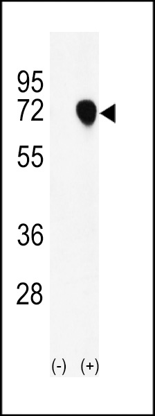 NASP Antibody