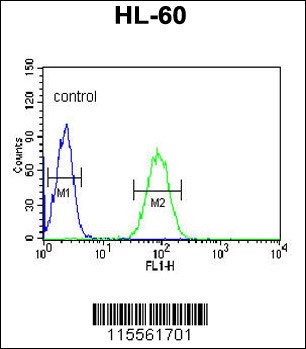 NASP Antibody