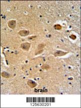 MILK2 Antibody