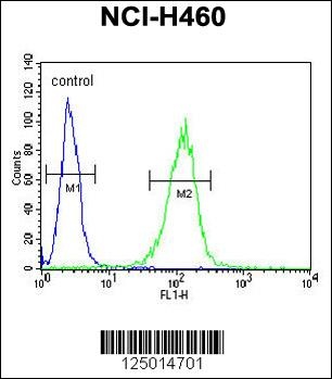 COQ9 Antibody