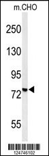 YMEL1 Antibody