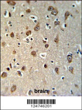 YMEL1 Antibody