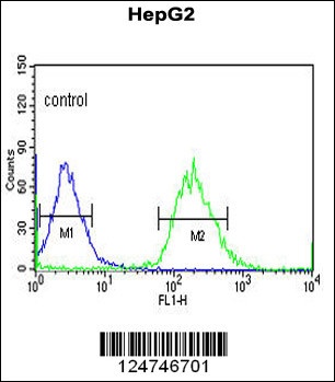 YMEL1 Antibody