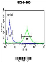 BBS10 Antibody