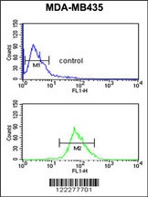 ISLR Antibody